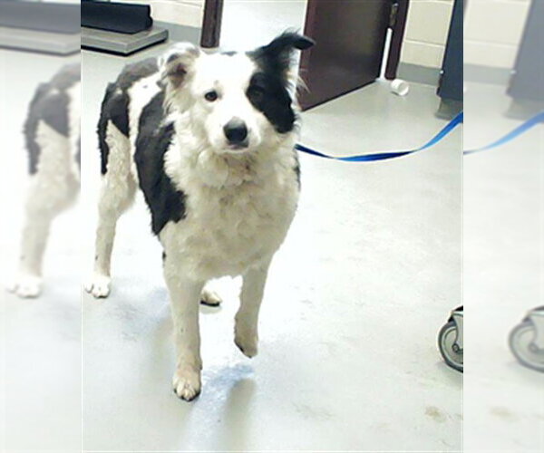 Medium Photo #1 Australian Shepherd-Unknown Mix Puppy For Sale in Fayetteville, NC, USA