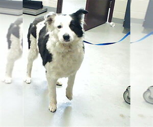 Australian Shepherd-Unknown Mix Dogs for adoption in Fayetteville, NC, USA