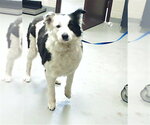 Small Australian Shepherd Mix