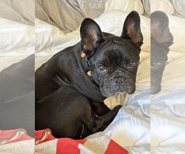 Medium Photo #1 American French Bull Terrier Puppy For Sale in LOCKPORT, IL, USA