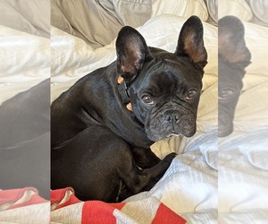 American French Bull Terrier Puppy for sale in LOCKPORT, IL, USA