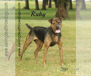 Ruby - Female Boxer-Unknown Mix Dog for Adoption - Photo #2