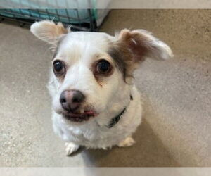 Mutt Dogs for adoption in Redwood City, CA, USA