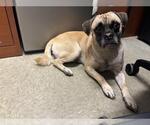 Small Pug Mix