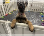 Small Photo #5 Belgian Malinois Puppy For Sale in REESEVILLE, WI, USA