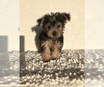 Small Photo #5 Yorkshire Terrier Puppy For Sale in MARTINSVILLE, IN, USA