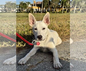Unknown-white german shepherd Mix Dogs for adoption in Royal Palm Beach, FL, USA