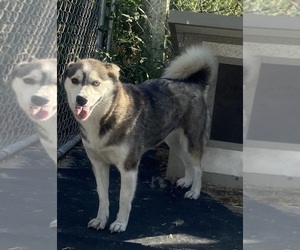 Alaskan Klee Kai Dogs for adoption in WILLIAMSBURG, OH, USA