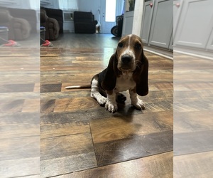 Basset Hound Puppy for sale in PORT NECHES, TX, USA