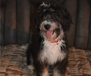 Mother of the Aussiedoodle Miniature -Miniature Bernedoodle Mix puppies born on 07/17/2022