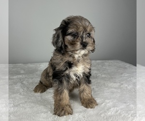 Cockapoo Puppy for sale in FRANKLIN, IN, USA