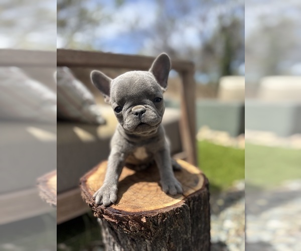 Medium Photo #1 French Bulldog Puppy For Sale in GLENDALE, AZ, USA