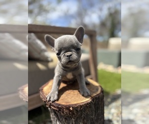 French Bulldog Puppy for sale in GLENDALE, AZ, USA