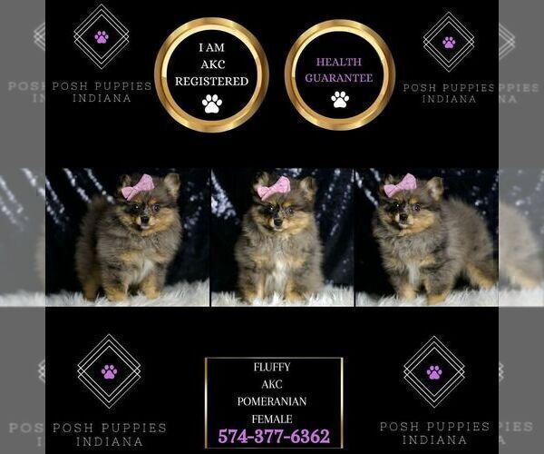 Medium Photo #2 Pomeranian Puppy For Sale in WARSAW, IN, USA