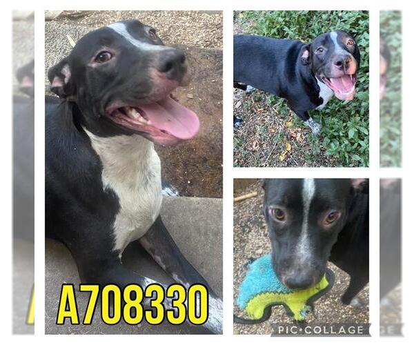 Medium Photo #2 Labrador Retriever Puppy For Sale in San Antonio, TX, USA