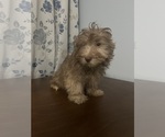 Small #28 Havanese