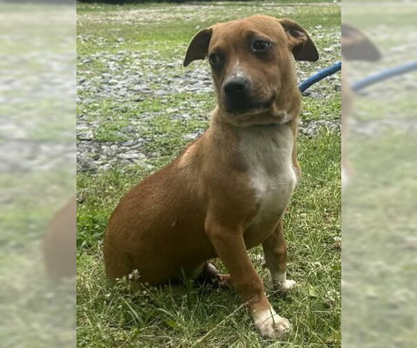 Medium Photo #2 Mutt Puppy For Sale in Wetumpka, AL, USA
