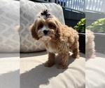 Small #8 Cavapoo