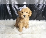Puppy JUNE Maltipoo