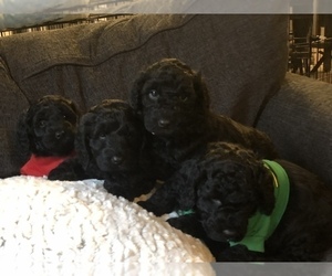 Goldendoodle Puppy for sale in PENDLETON, IN, USA
