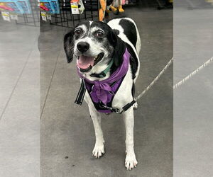Sadie - Female Beagle-Mountain Cur Mix Dog for Adoption - Photo #3
