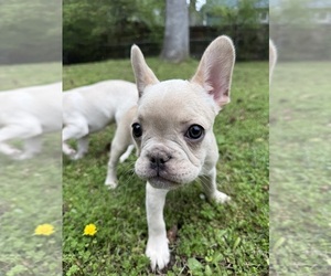 Medium French Bulldog