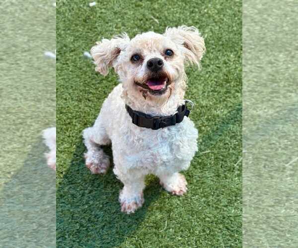 Medium Photo #6 Poodle (Miniature)-Unknown Mix Puppy For Sale in Woodbury, NY, USA