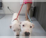 MARSI - Female American Pit Bull Terrier-Unknown Mix Dog for Adoption - Small photo