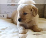 Small Photo #6 Golden Retriever Puppy For Sale in BOSWELL, IN, USA