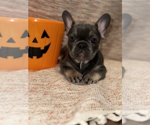 French Bulldog Puppy for sale in SEVIERVILLE, TN, USA