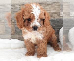 Medium Cavapoo