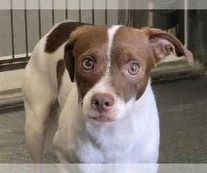 Mutt Dogs for adoption in San Antonio, TX, USA