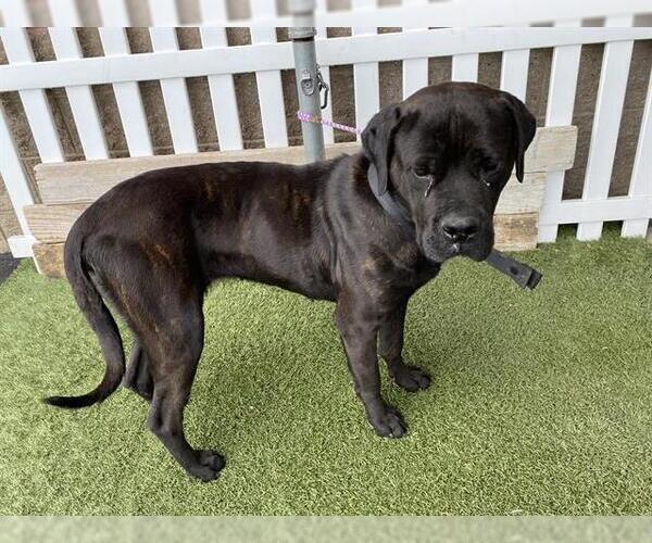 Medium Photo #1 Mutt Puppy For Sale in Modesto, CA, USA