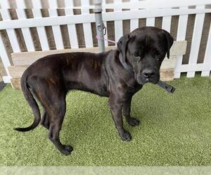 Mutt Dogs for adoption in Modesto, CA, USA