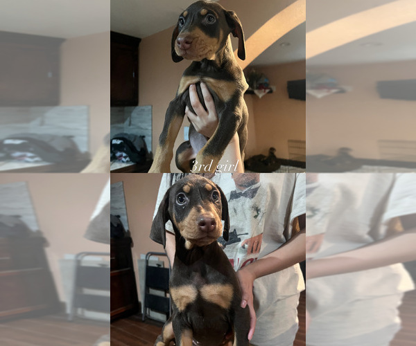 Medium Photo #4 Doberman Pinscher Puppy For Sale in WAPATO, WA, USA