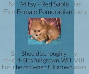 Pomeranian Puppy for sale in AZLE, TX, USA