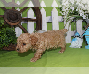 Poodle (Toy) Puppy for sale in CHANUTE, KS, USA
