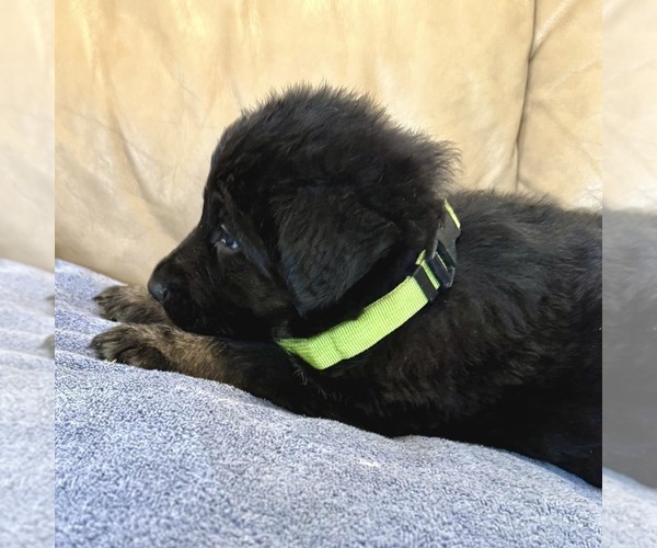 Medium Photo #30 German Shepherd Dog Puppy For Sale in BRIGHTON, CO, USA