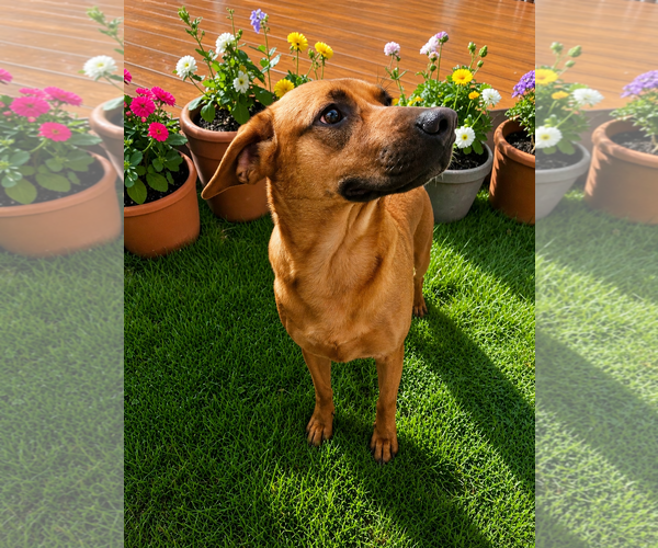 Medium Photo #4 Black Mouth Cur-Unknown Mix Puppy For Sale in McKinney, TX, USA