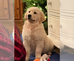 Small #4 English Cream Golden Retriever