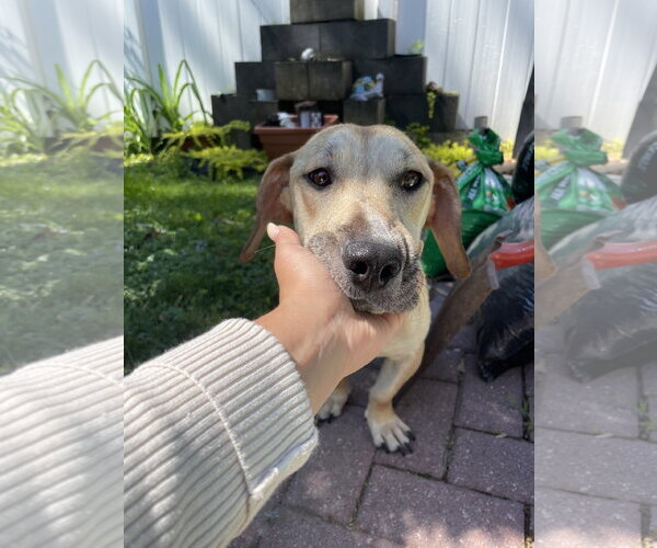 Medium Photo #7 Labrador Retriever-Unknown Mix Puppy For Sale in Derwood, MD, USA