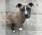 Small #4 Boxer Mix