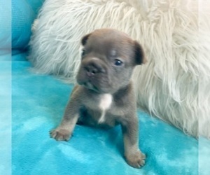 French Bulldog Puppy for sale in LAS VEGAS, NV, USA