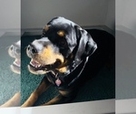 Small Photo #1 Rottweiler Puppy For Sale in NORMAL, IL, USA