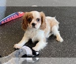 Puppy Gumball Cavalier King Charles Spaniel