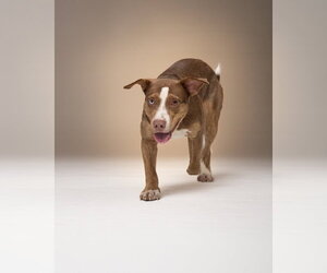 ANNABELLE - Female Mutt Dog for Adoption - Photo #3