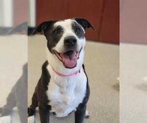 Mutt Dogs for adoption in Fort Wayne, IN, USA