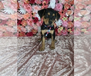Rottweiler-Scottish Terrier Mix Puppy for sale in MIAMI, FL, USA