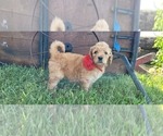 Small Photo #6 Double Doodle Puppy For Sale in WEST, TX, USA