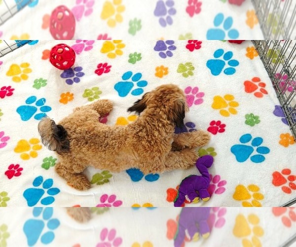 Medium Photo #2 Havapoo Puppy For Sale in ORO VALLEY, AZ, USA